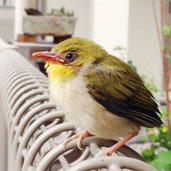 色鮮やかな鳥の休憩スポットに