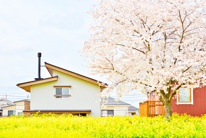 桜だけじゃなく、菜の花も！