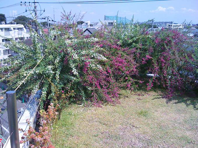 屋上でも、こんなに育つんです。